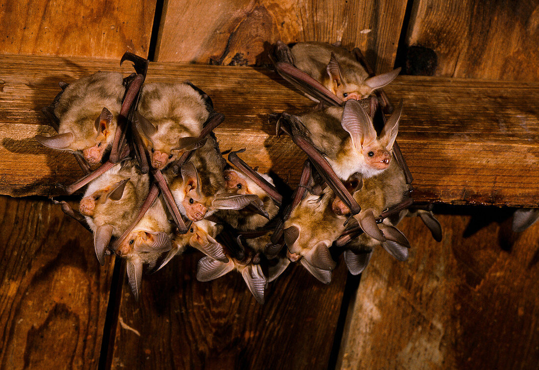 Pallid bats (Antrozous pallidus)