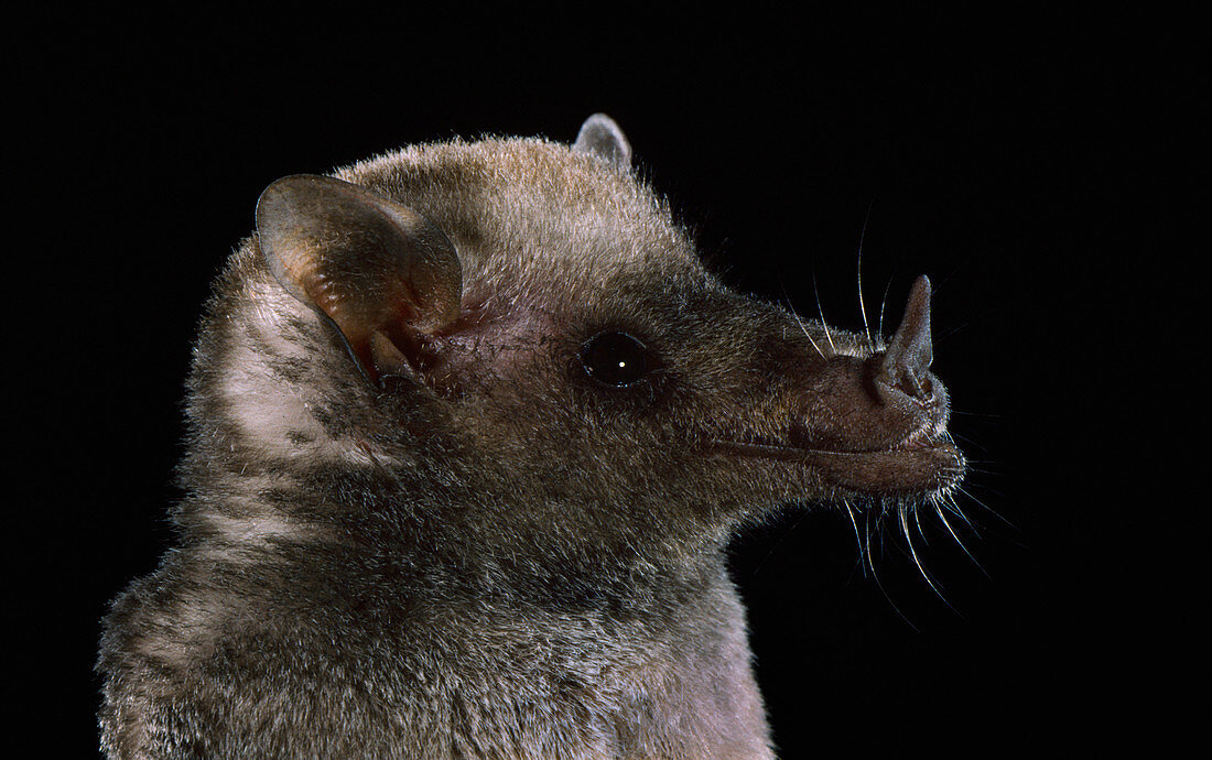 Mexican long-tongued bat (C. mexicana)