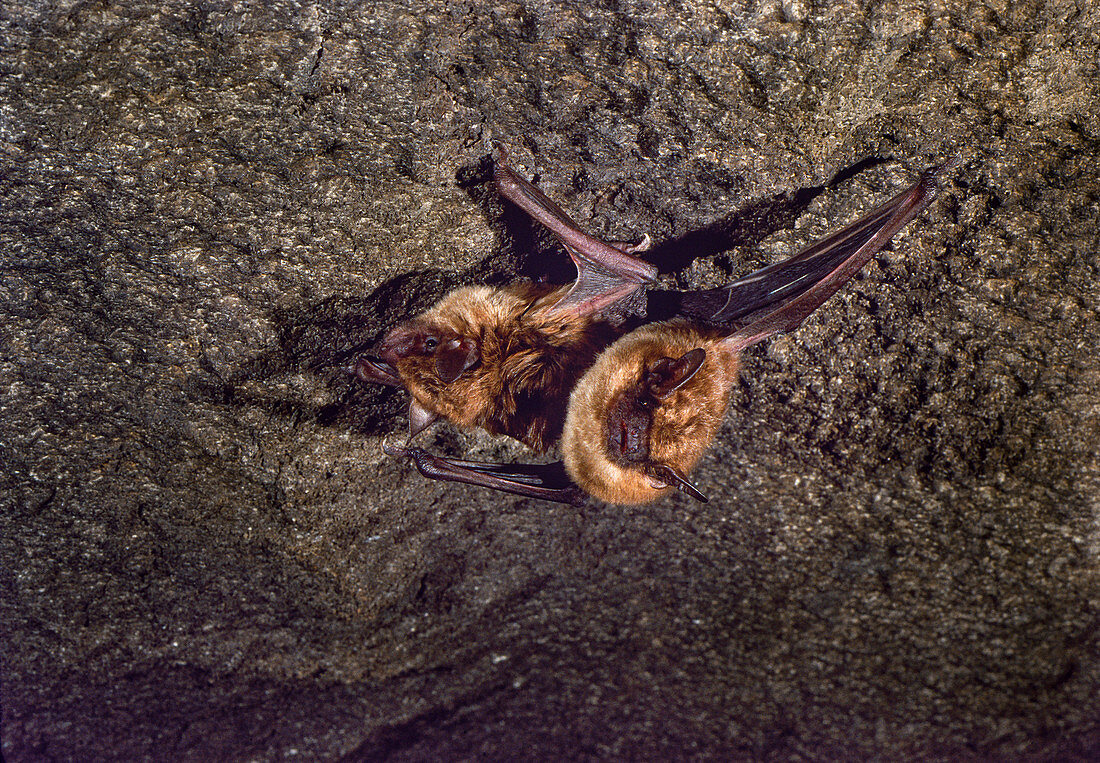 Big brown bats (E. fuscus) hibernating