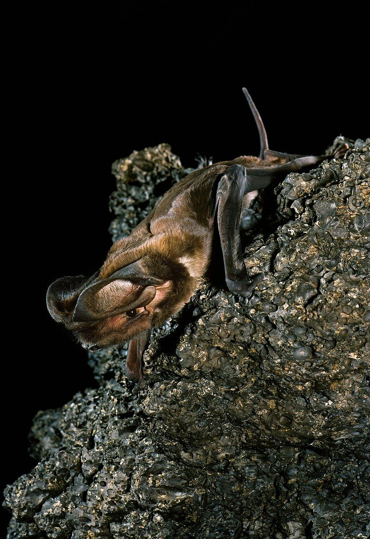 Western mastiff bat