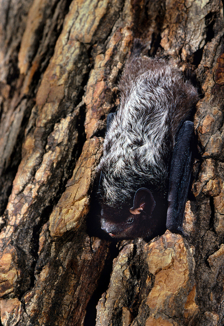 Silver-haired bat (L. noctivagans)