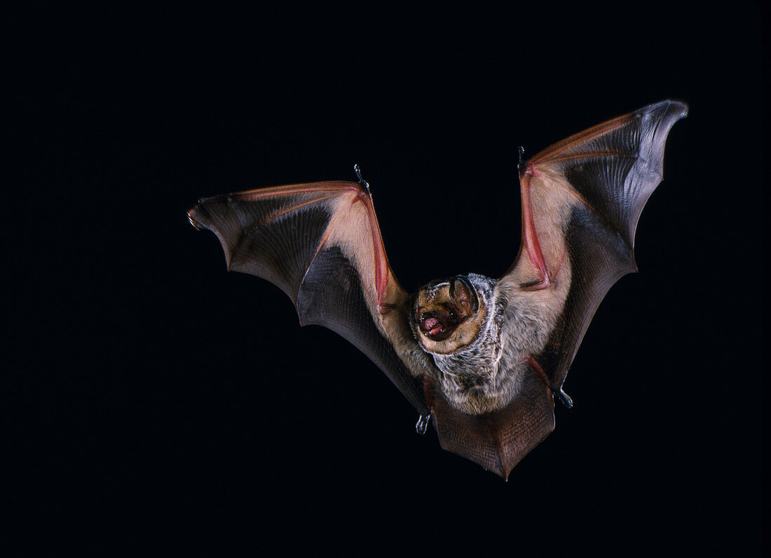 Hoary bat (Lasiurus cinereus) in flight