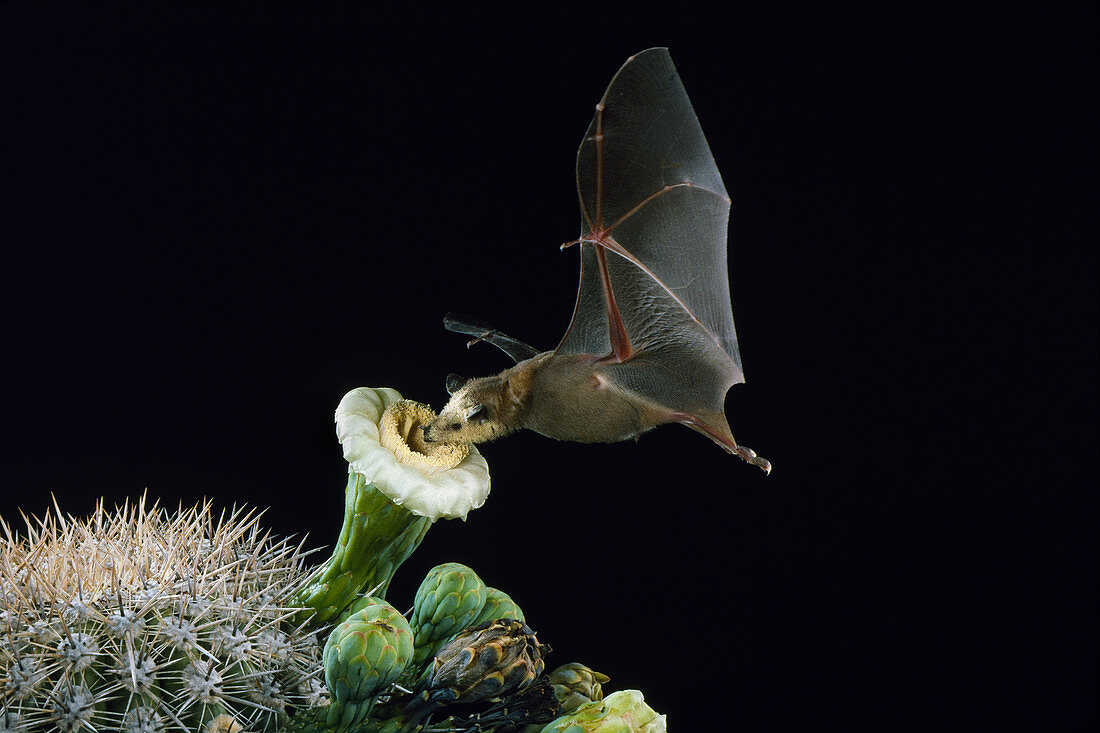 Lesser long-nosed bat pollinating Saguaro cactus
