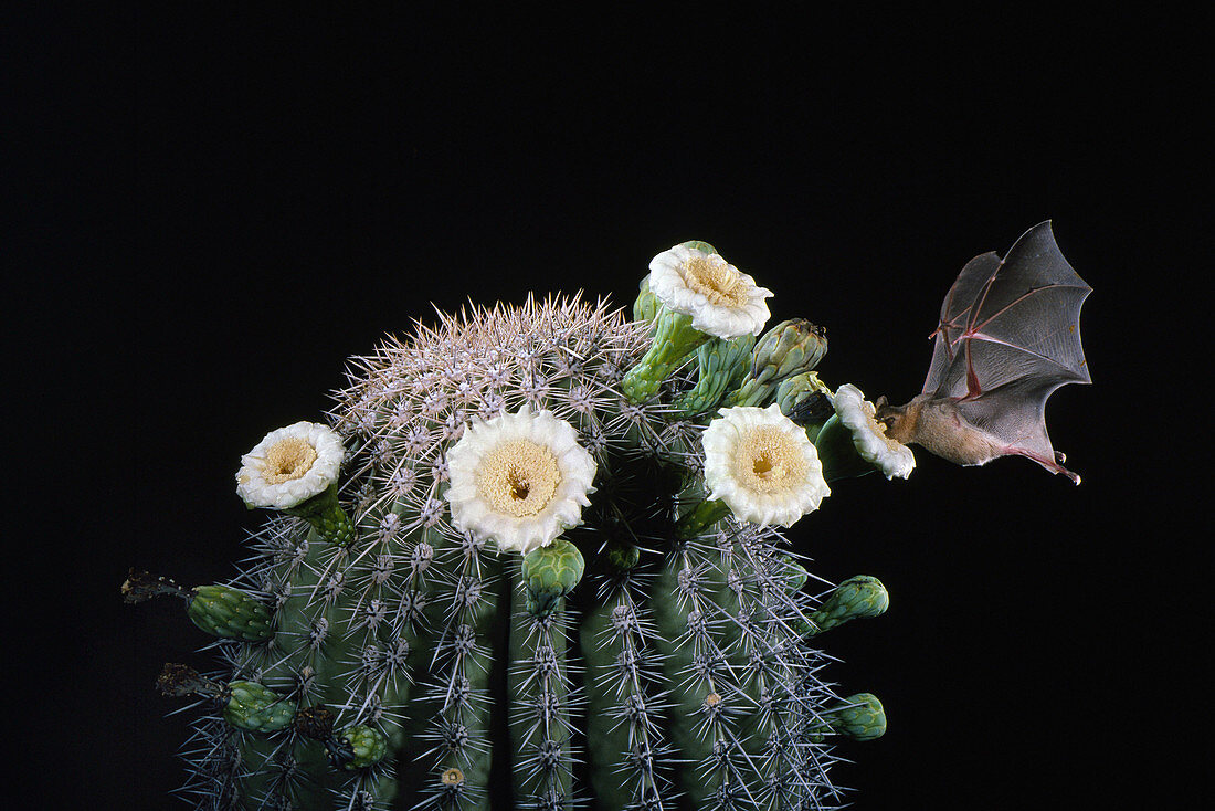 Lesser long-nosed bat pollinating Saguaro cactus