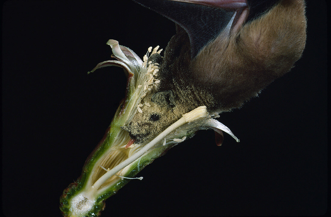 Long-nosed bat pollinating Organ Pipe Cactus