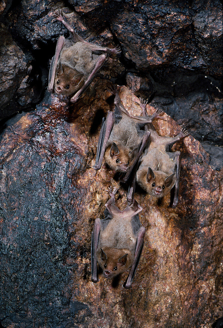 Lesser long-nosed bats on an artificial roost