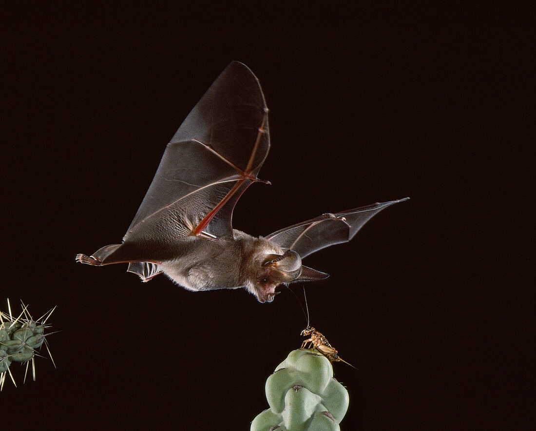 California leaf-nosed bat catches cricket