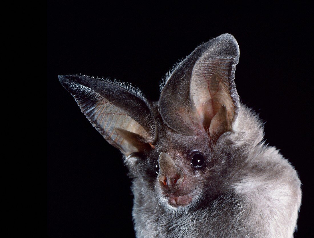 California leaf-nosed bat (M. californicus)
