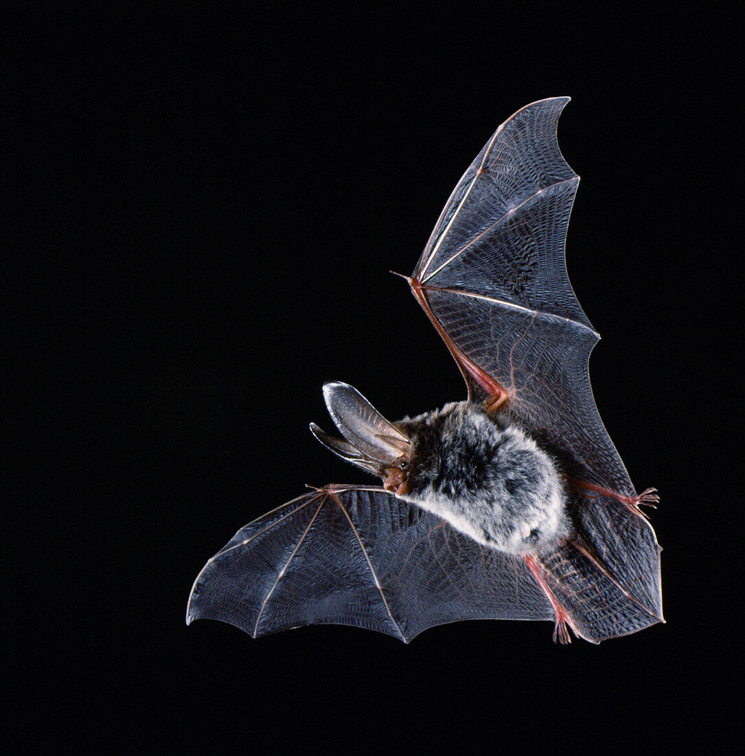 Rafinesque's big-eared bat (C. rafinesquii)