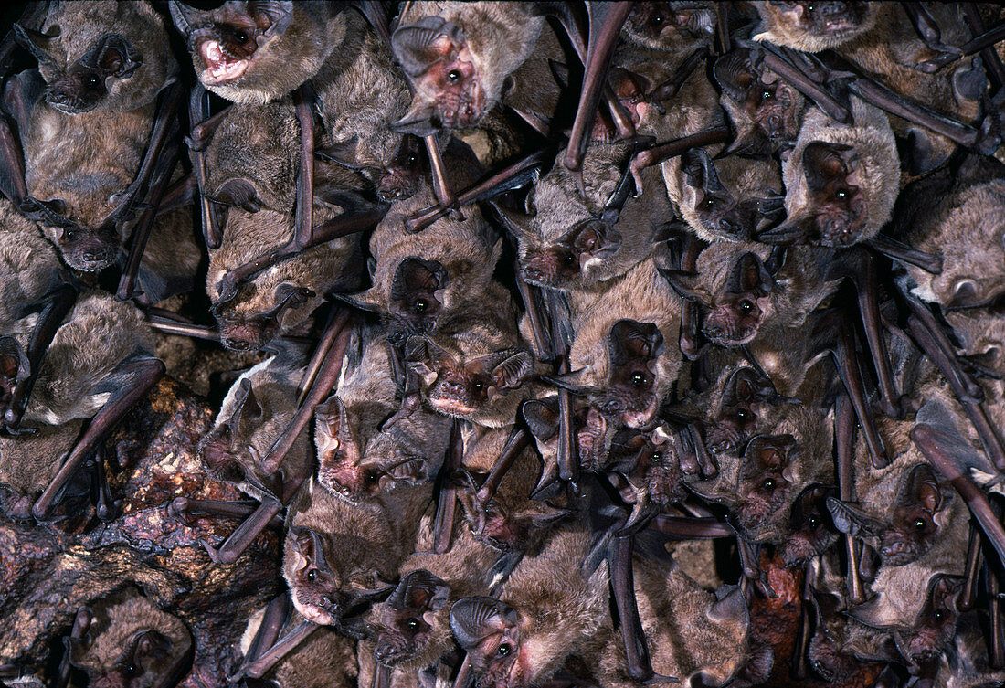 Brazilian free-tailed bat colony