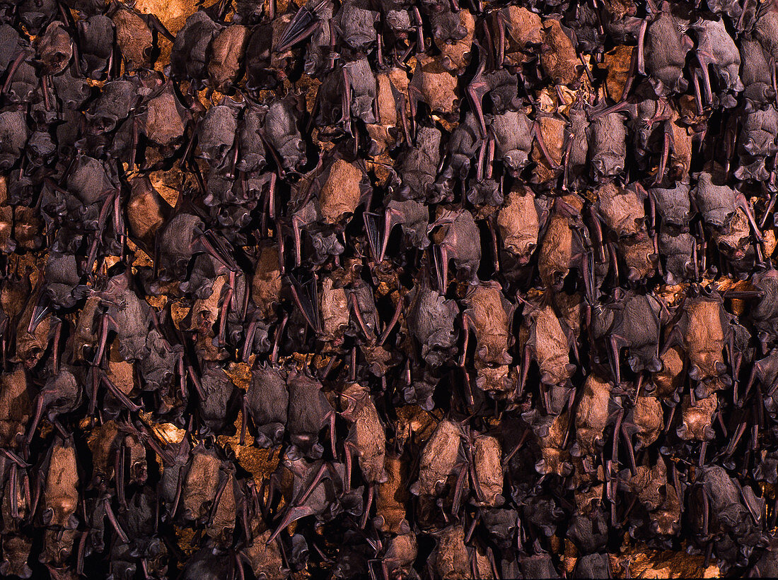 Brazilian free-tailed bats in Bracken Cave