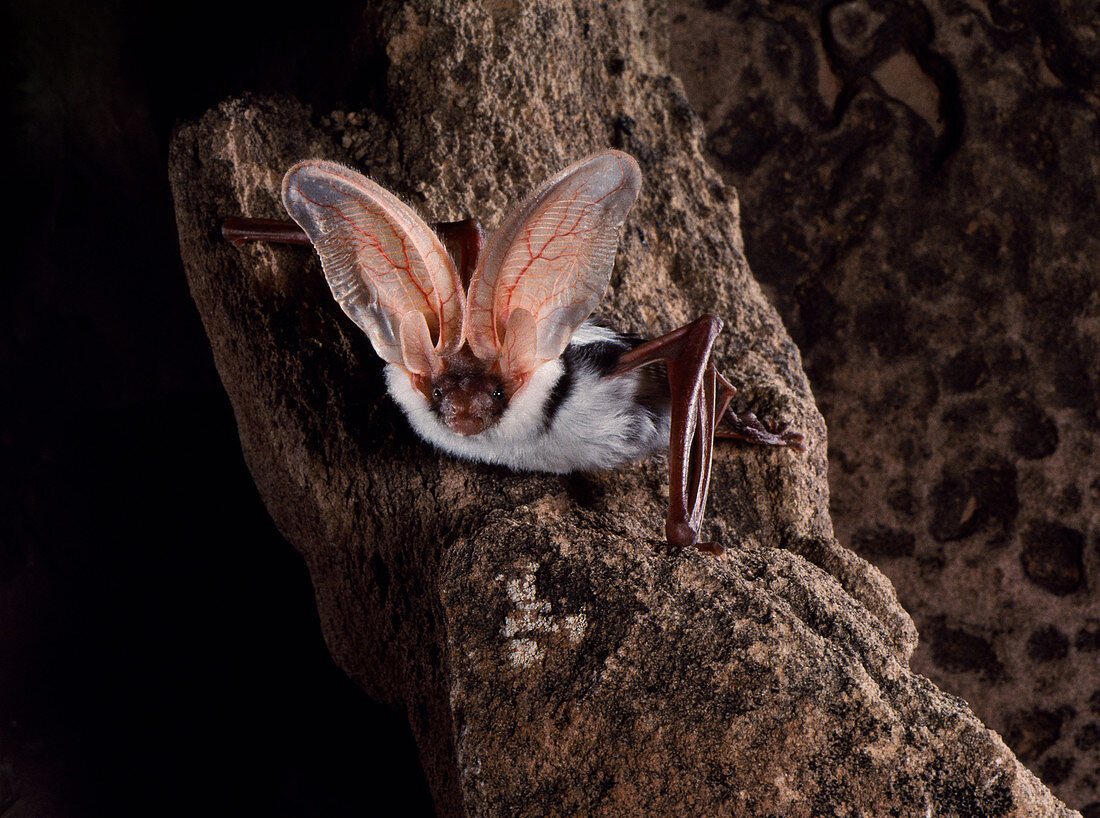Spotted bat (Euderma maculatum)