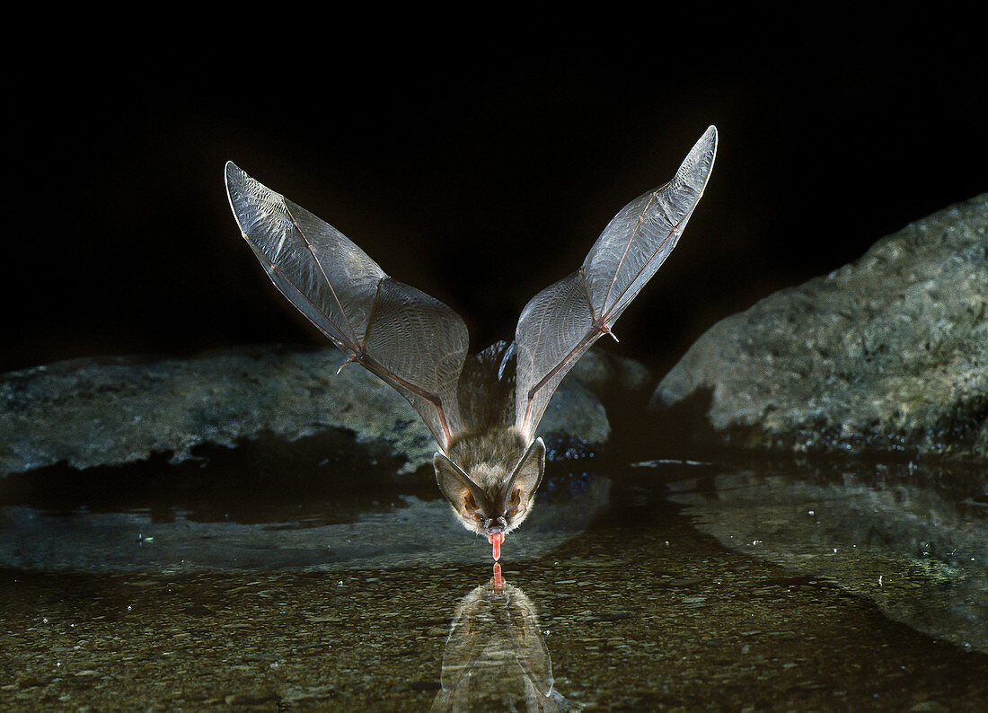 Townsend's big-eared bat (C. townsendii)