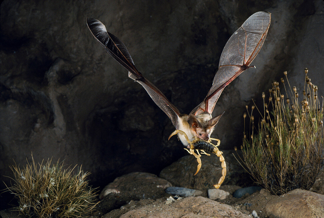 Pallid bat with scorpion prey