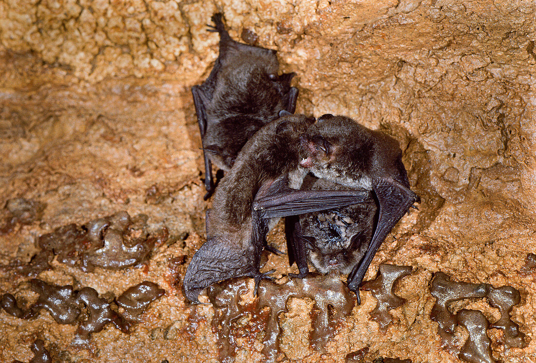 Grey myotis bats mating behaviour