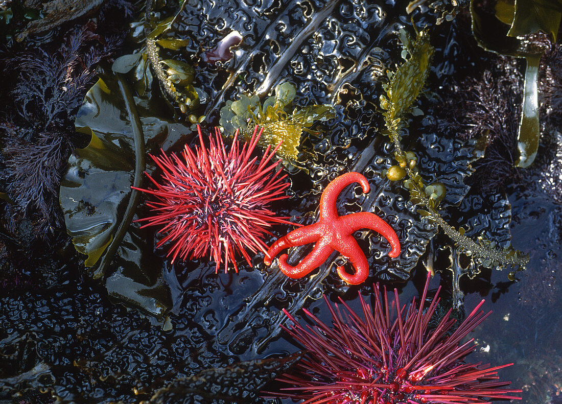 Red Urchins and Blood Star