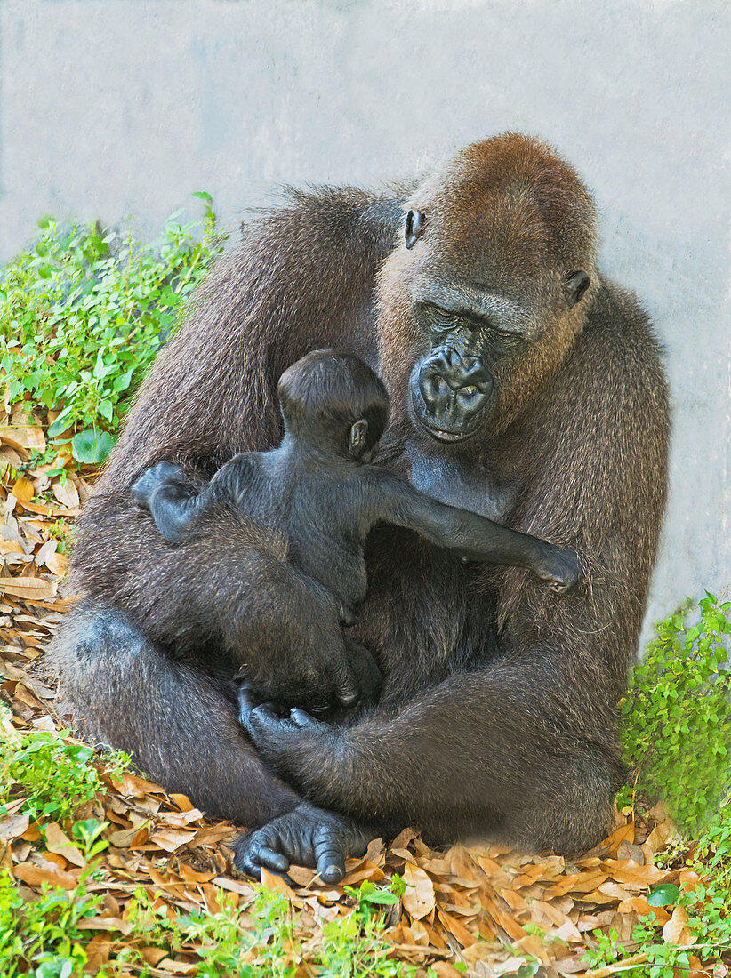 Western Lowland Gorilla Mother with baby