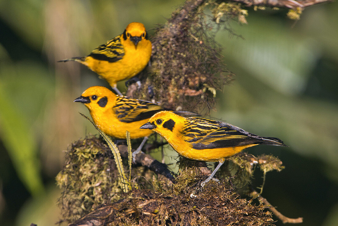 Golden Tanagers