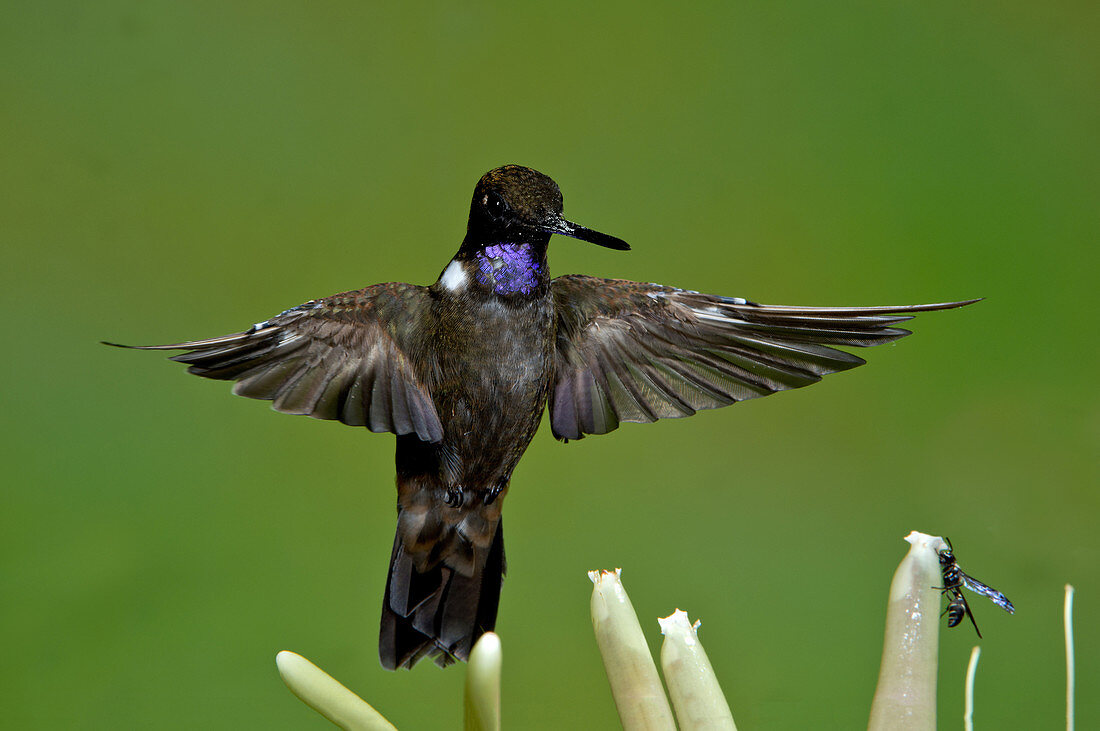 Brown inca Hummingbird