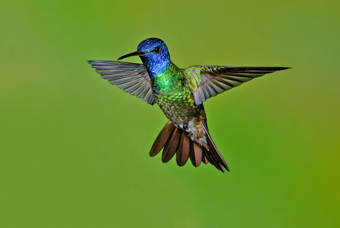 Golden-tailed Sapphire Hummingbird