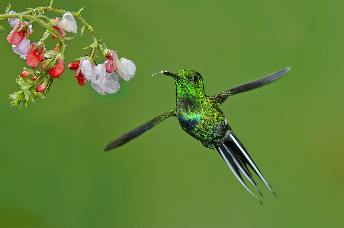 Green Thorntail Hummingbird