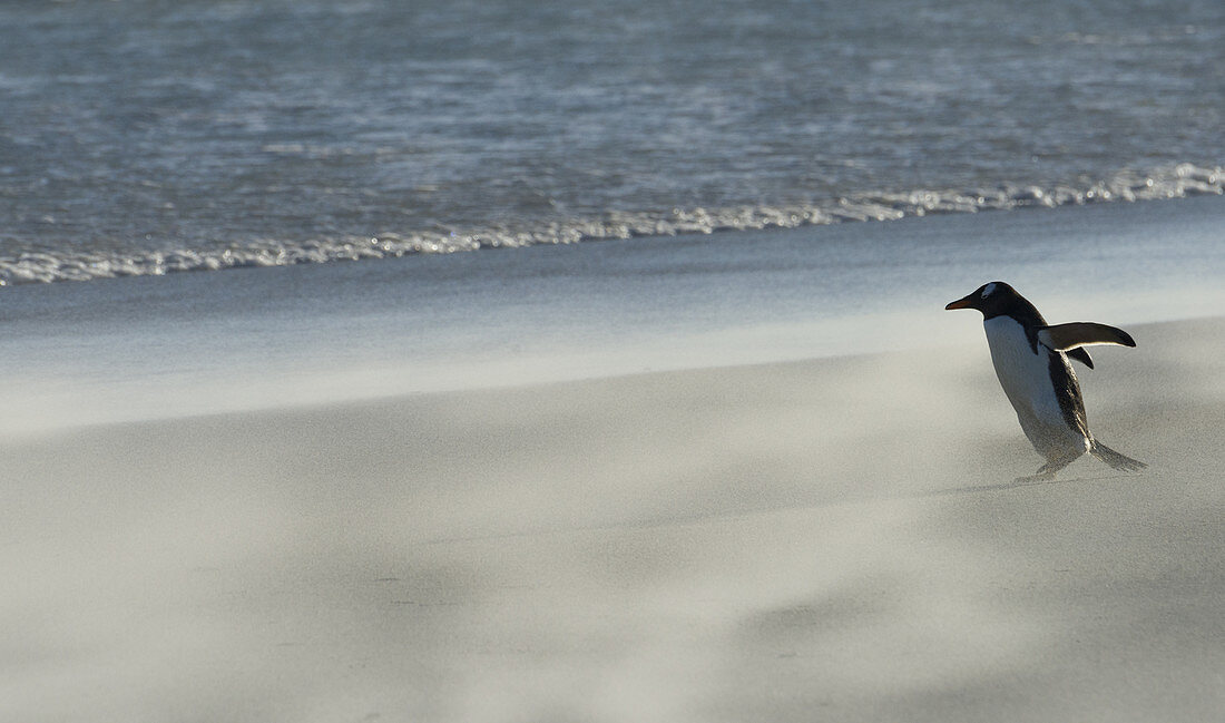 Gentoo Penguin on Beach in Wind Storm