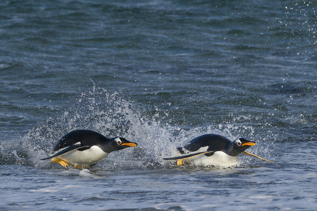Gentoo Penguins Porpoising