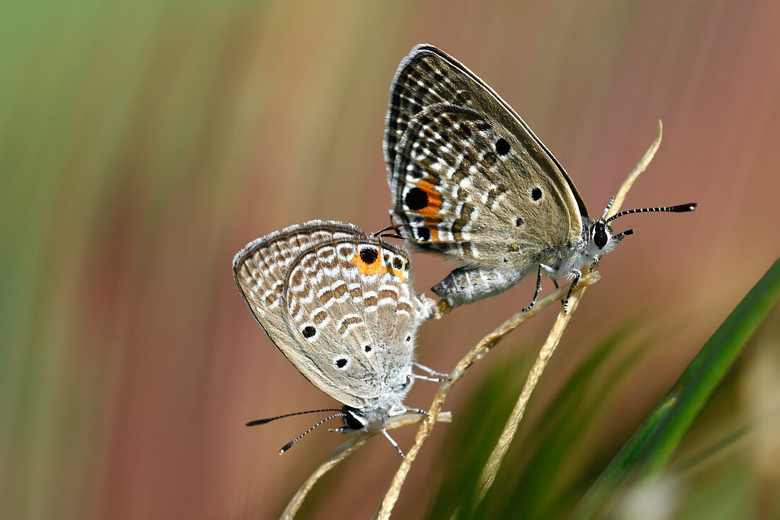 Cycad Blue butterflies