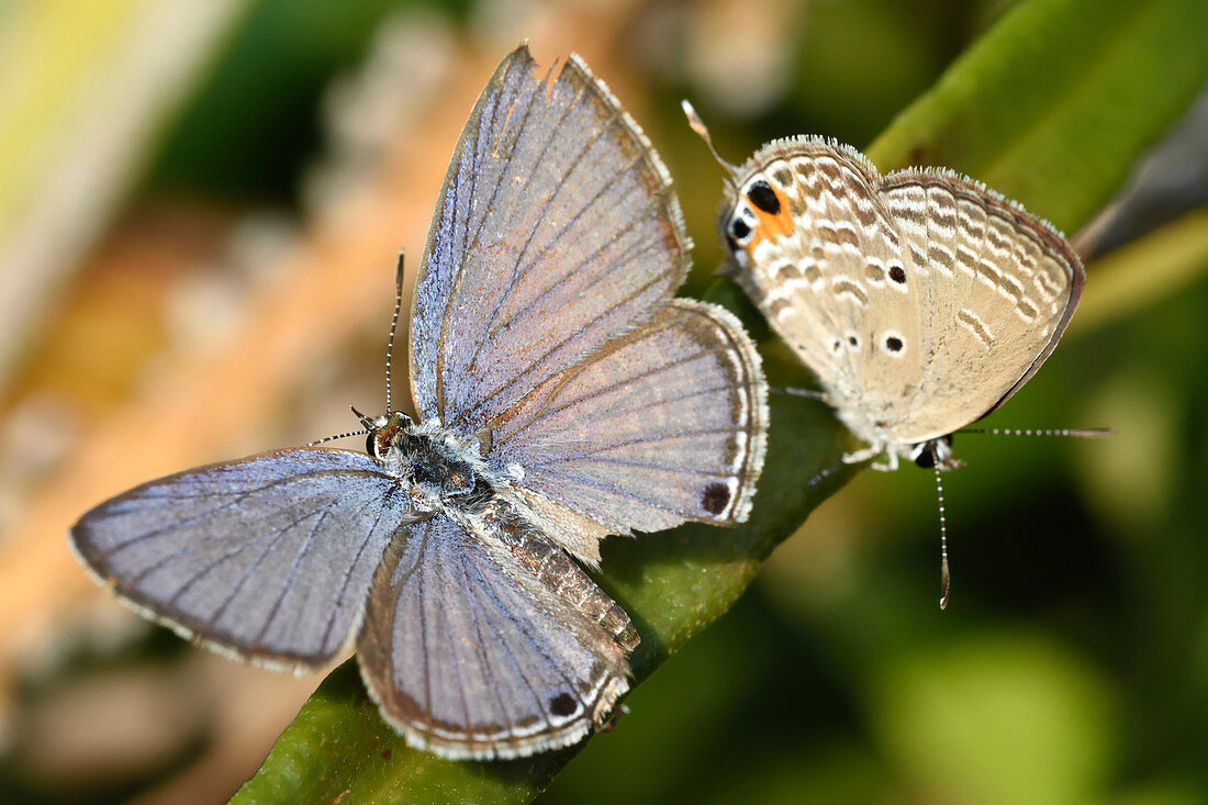 Cycad Blue butterflies