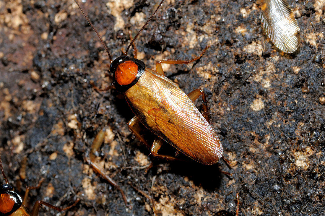 Golden Cave Cockroach