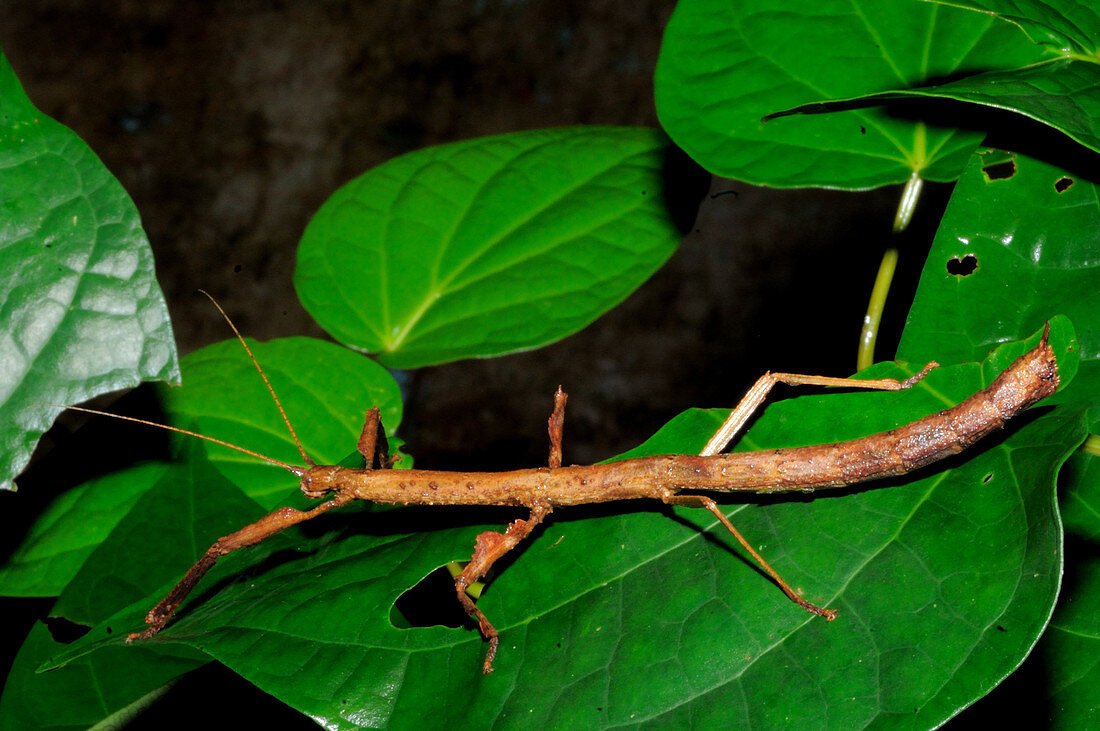 Female Stick Insect