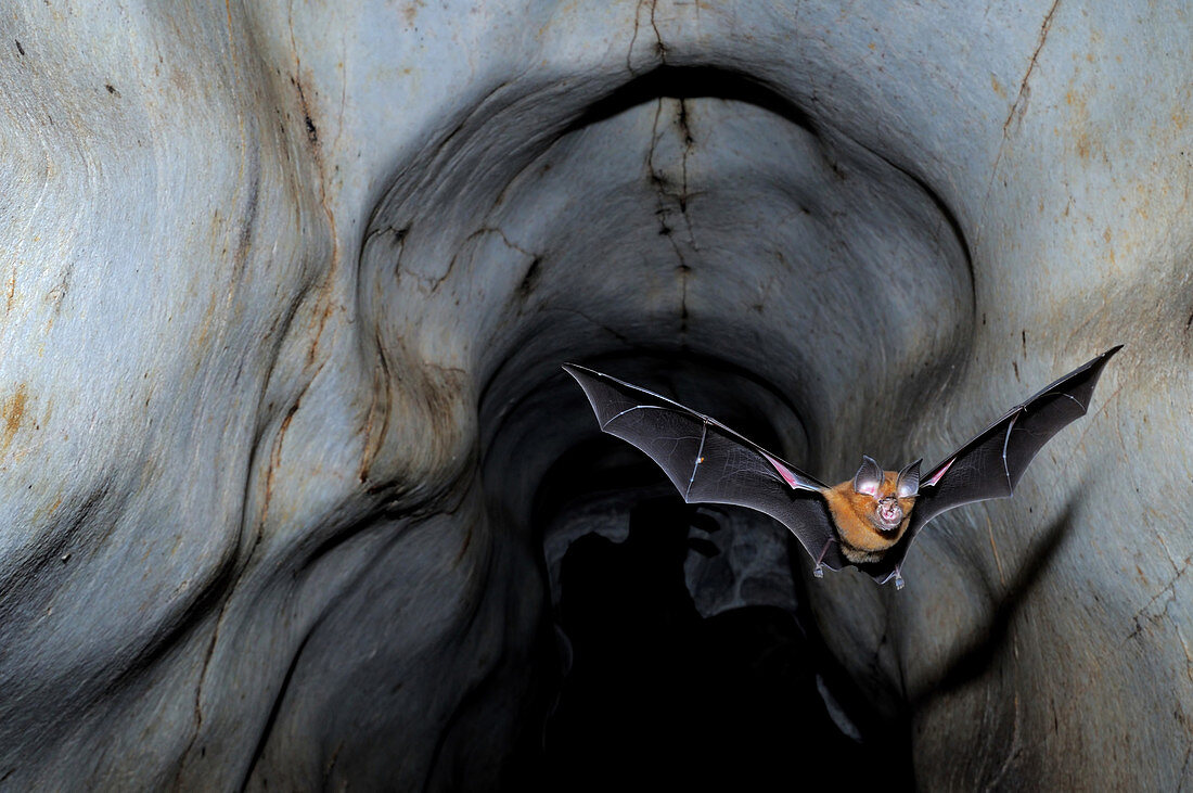 Horseshoe Bat leaving Cave