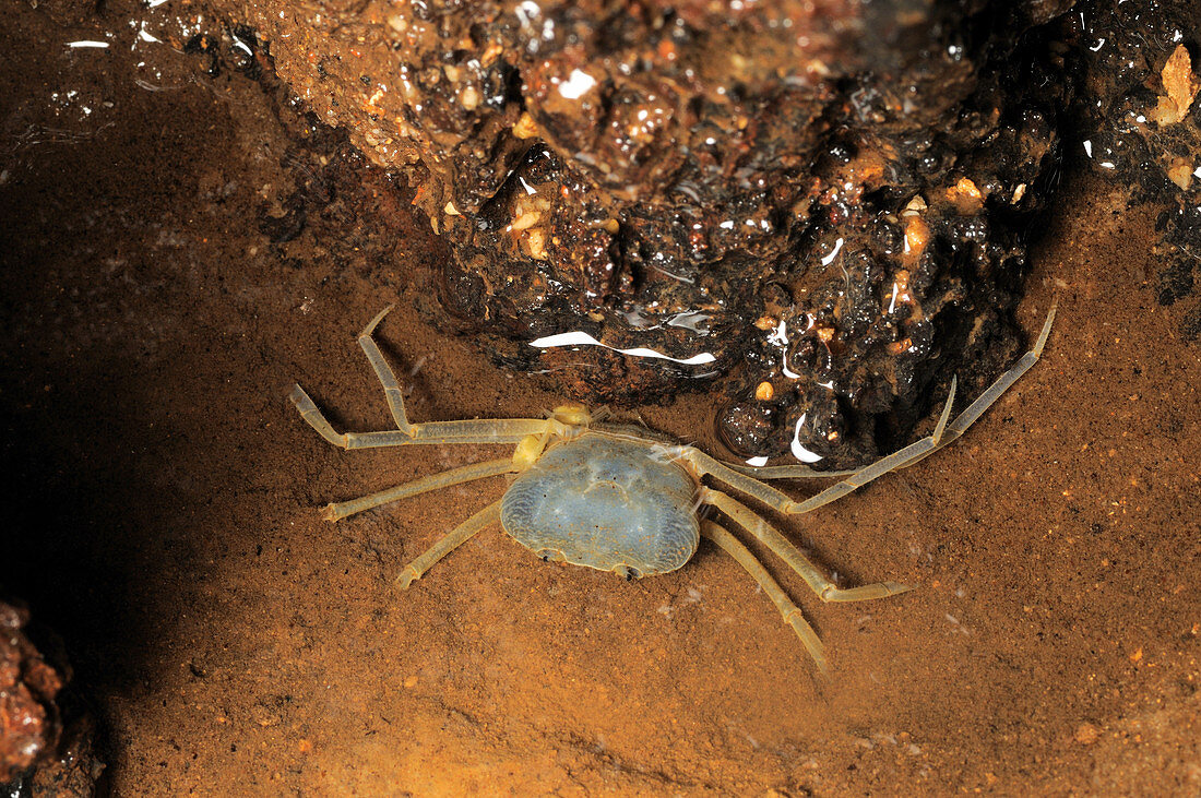 Female Cave Crab with young