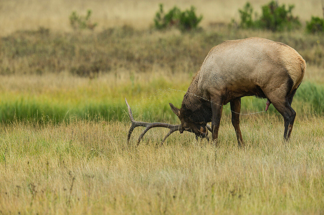 Elk Bull Spreading Scent