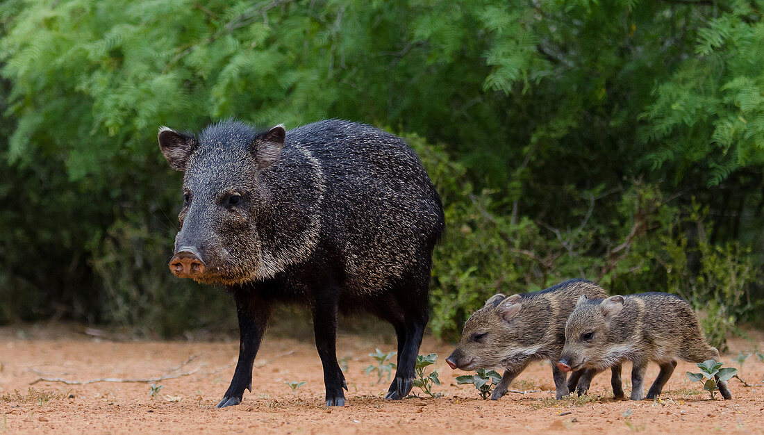 Collared Peccary and Piglets