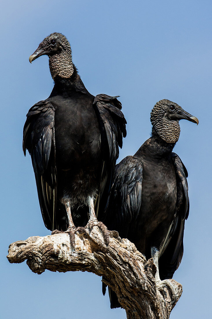 Black Vultures, Texas