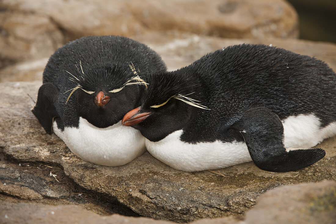 Rockhopper Penguin Sleeping