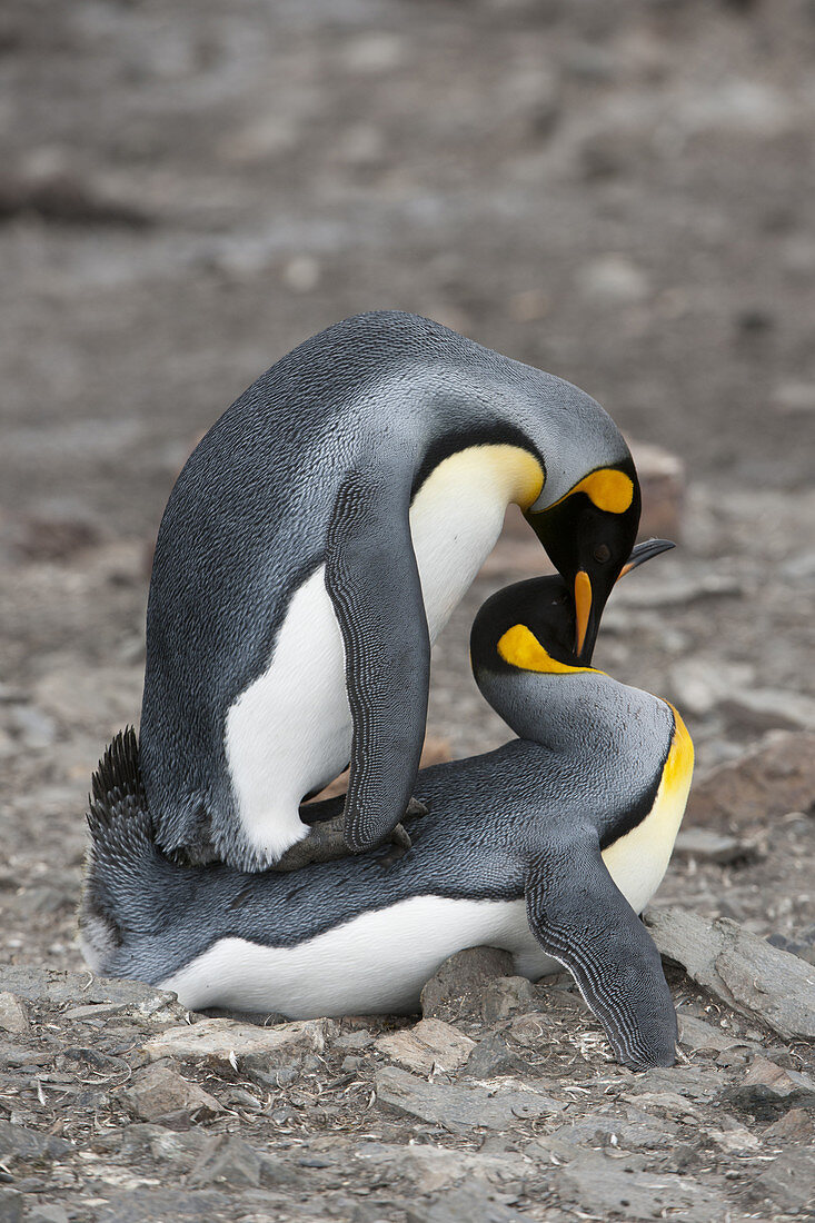 King Penguins Copulating