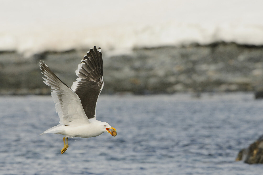 Kelp Gull with Limpet Pried off Rock