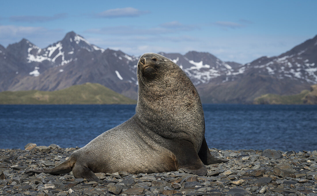 Antarctic fur Seal on Beach
