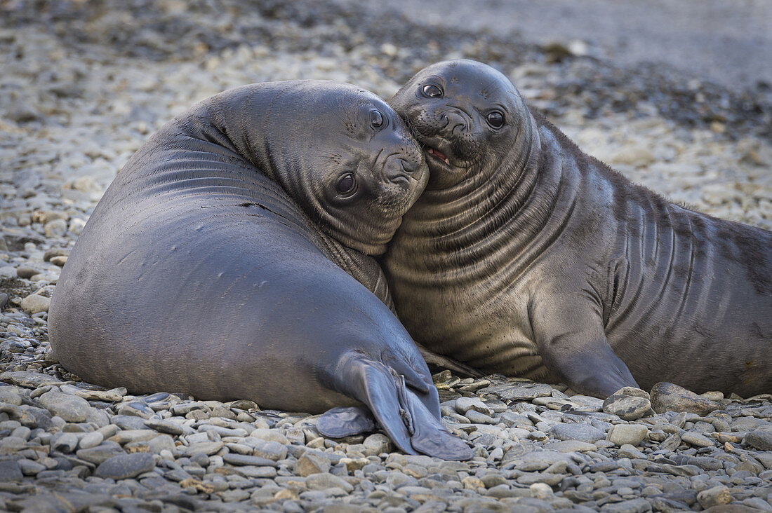 Young Southern Elephant Seal