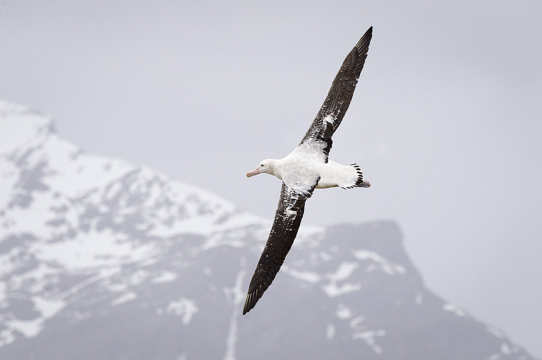 Wandering Albatross Flies over Nesting Site