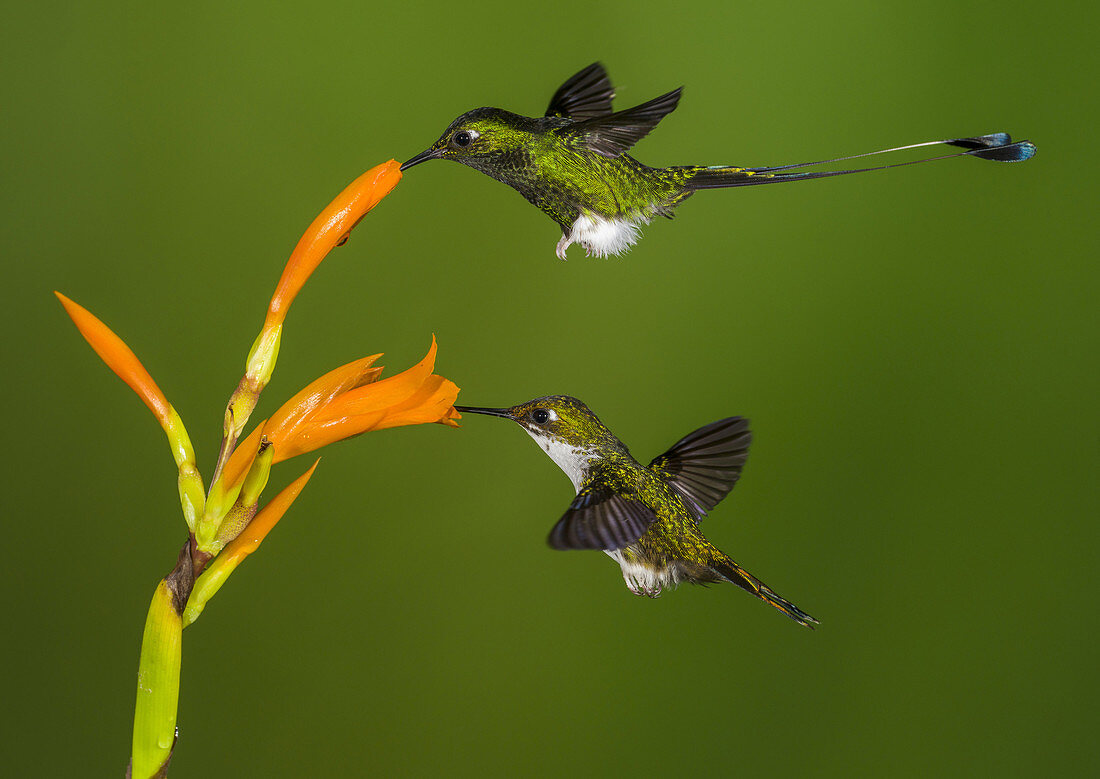 Booted Racket-Tail Hummingbirds