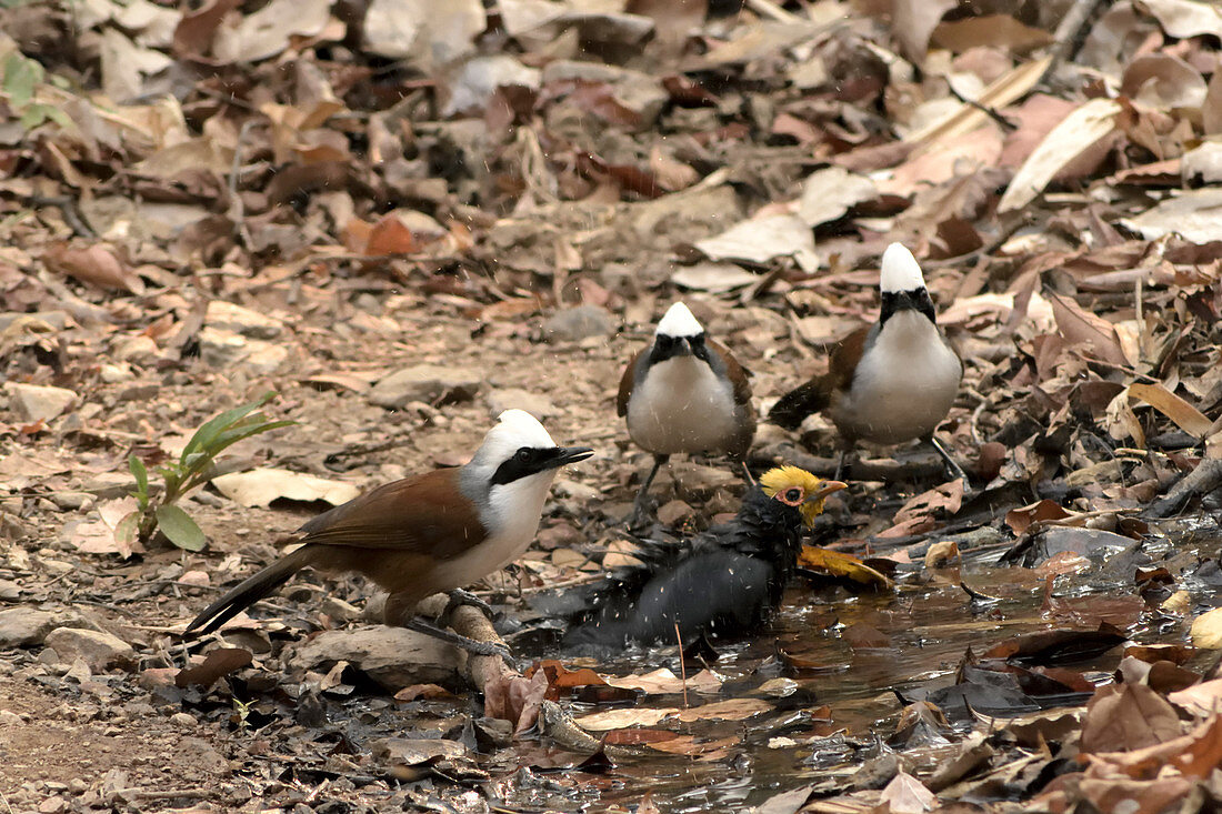 Laughingthrushes and Myna