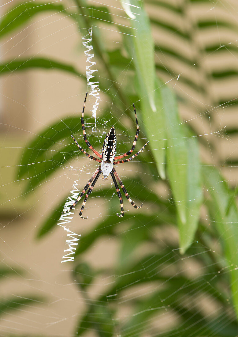 Black and Yellow Garden Spider (Argiope aurantia)