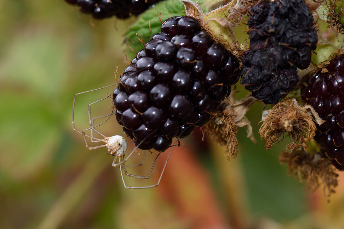 Harvestmewn on a blackberry