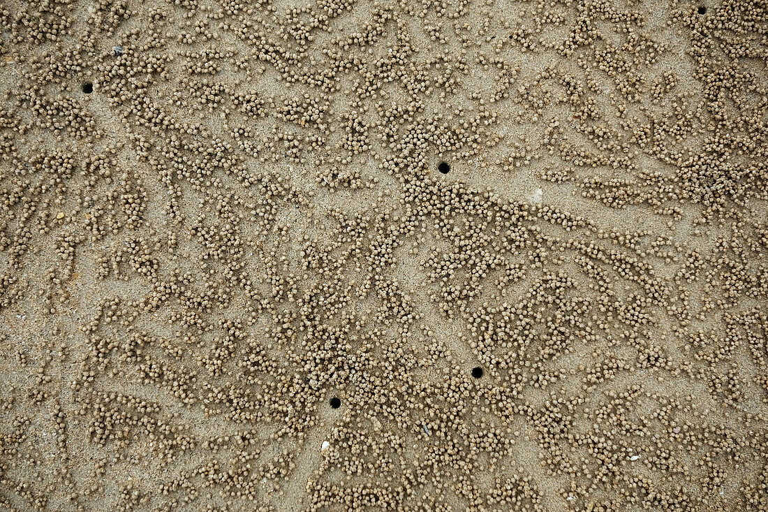 Sand Bubbler Crab Patterns