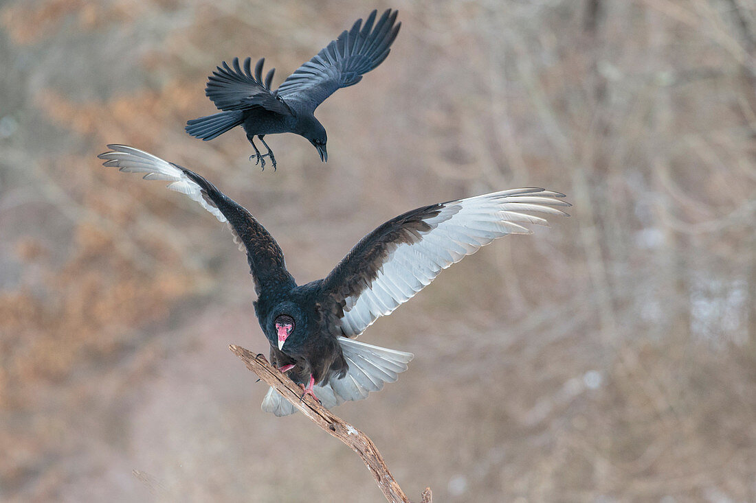 Turkey Vulture mobbed by crow