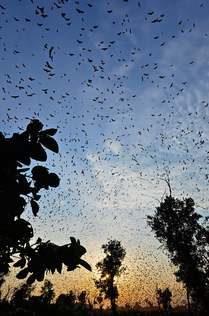 Fruit bats over Kasanka swamp, Zambia