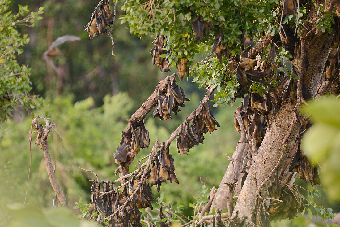 Fruit Bats Roosting, Kasanga Swamp, Zambia